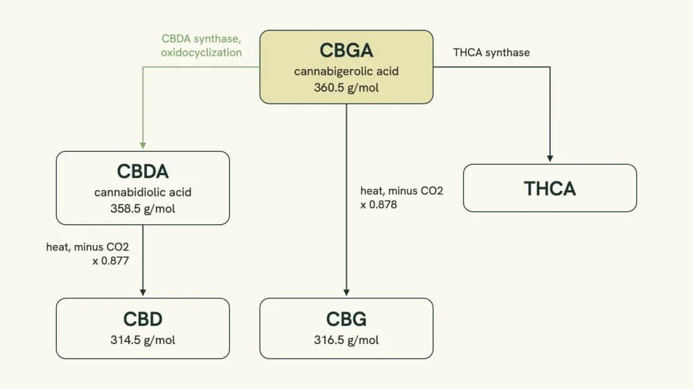 Flow diagram showing cannabigerolic acid as the starting point, converting into cannabidiolic acid and tetrahydrocannabinolic acid, with the decarboxylation step to CBD and CBG shown alongside.