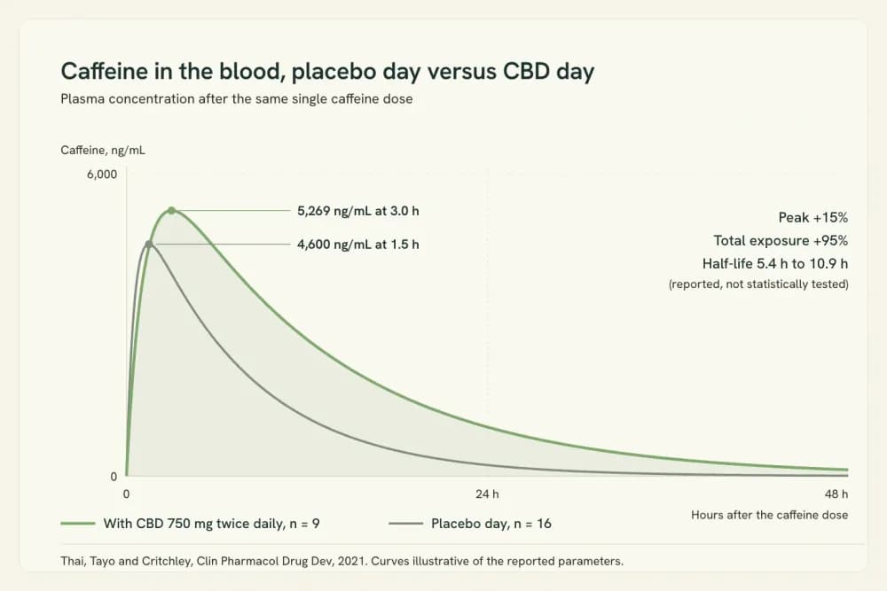 Line chart of caffeine blood concentration over 48 hours, placebo day versus CBD day, showing a later and much flatter curve on the CBD day.