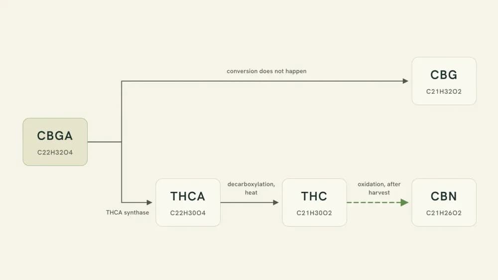 Two-branch diagram from one starting molecule. Upper branch: CBGA becomes CBG when the plant's enzymes do not convert it onward. Lower branch: CBGA becomes THCA, then THC by decarboxylation, then CBN by oxidation after harvest.