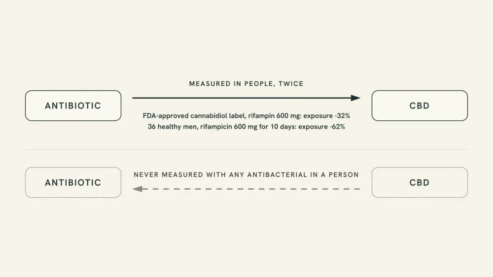Diagram of two directions: antibiotic to CBD, measured twice in humans with rifampin, cannabidiol exposure down 32% on the FDA label and 62% in a 36-person trial; CBD to antibiotic, never measured with any antibacterial in a person.