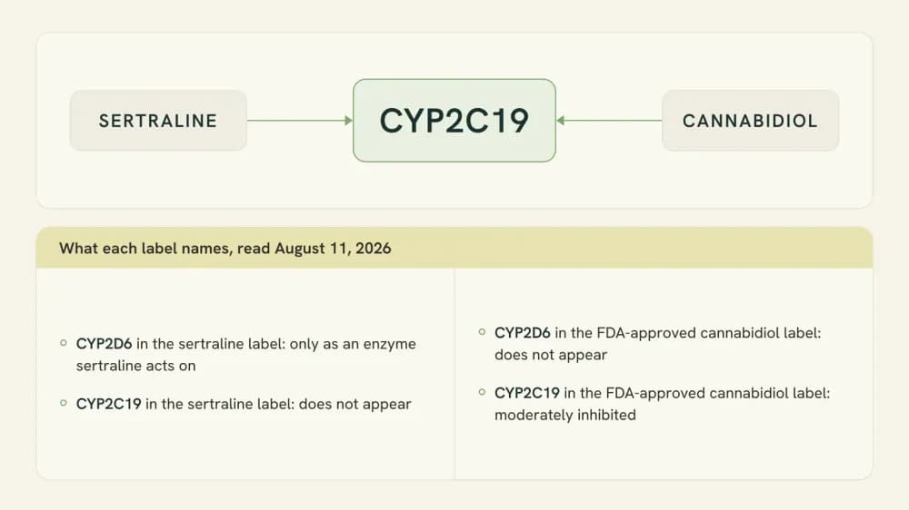 Diagram showing sertraline and cannabidiol both passing through the liver enzyme CYP2C19, beside a strip listing what each drug label does and does not name.