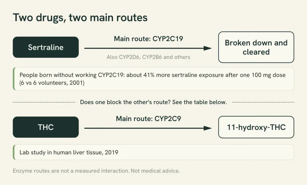 Diagram of two separate clearance routes: sertraline mainly through the liver enzyme CYP2C19, and THC mainly through CYP2C9, which forms 11-hydroxy-THC.