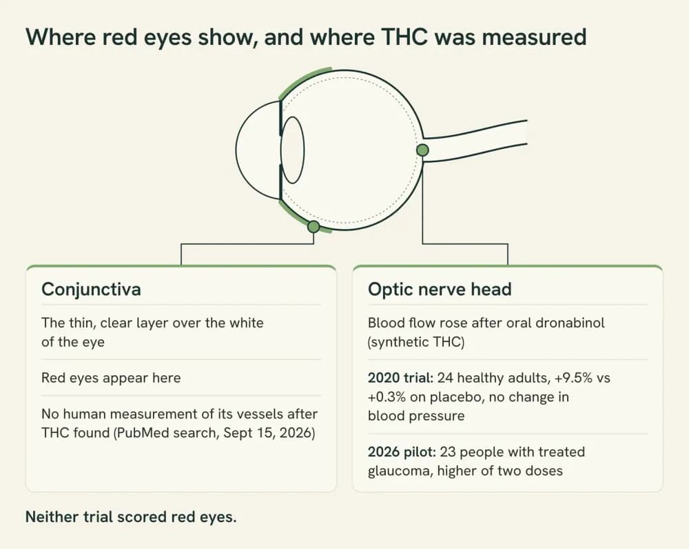 Diagram of an eye in cross-section marking the conjunctiva, where red eyes appear, and the optic nerve head at the back, where THC trials measured a rise in blood flow.