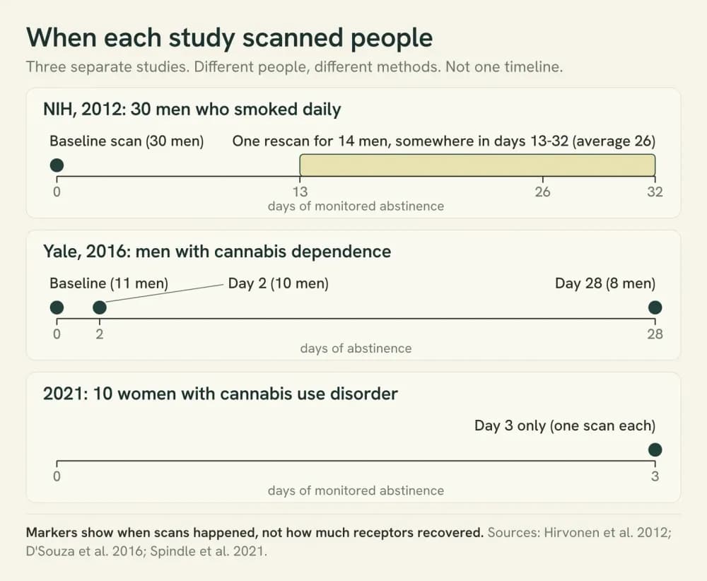 Three separate rows, one per study, marking scan days: NIH 2012 baseline plus one rescan between days 13 and 32; Yale 2016 baseline, day 2 and day 28; a 2021 study of women, day 3 only.