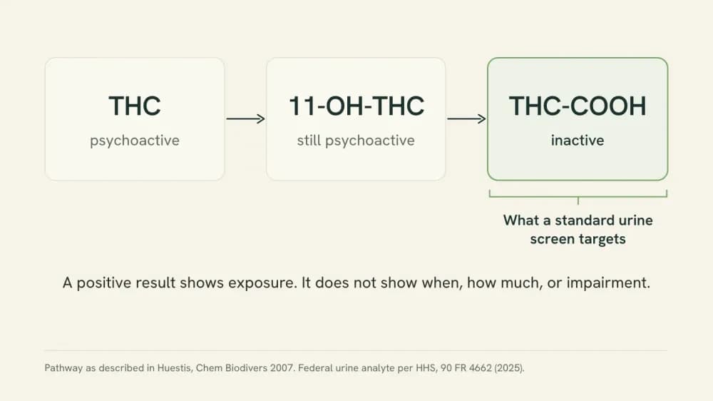 Diagram of how the body breaks down THC: THC becomes 11-OH-THC, which is still psychoactive, and then THC-COOH, which is inactive and is the compound a standard urine screen targets.