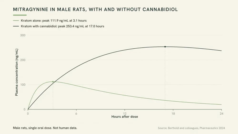 Line chart of two plasma concentration curves in male rats: mitragynine alone peaking near three hours and lower, and mitragynine with cannabidiol peaking near seventeen hours and higher.