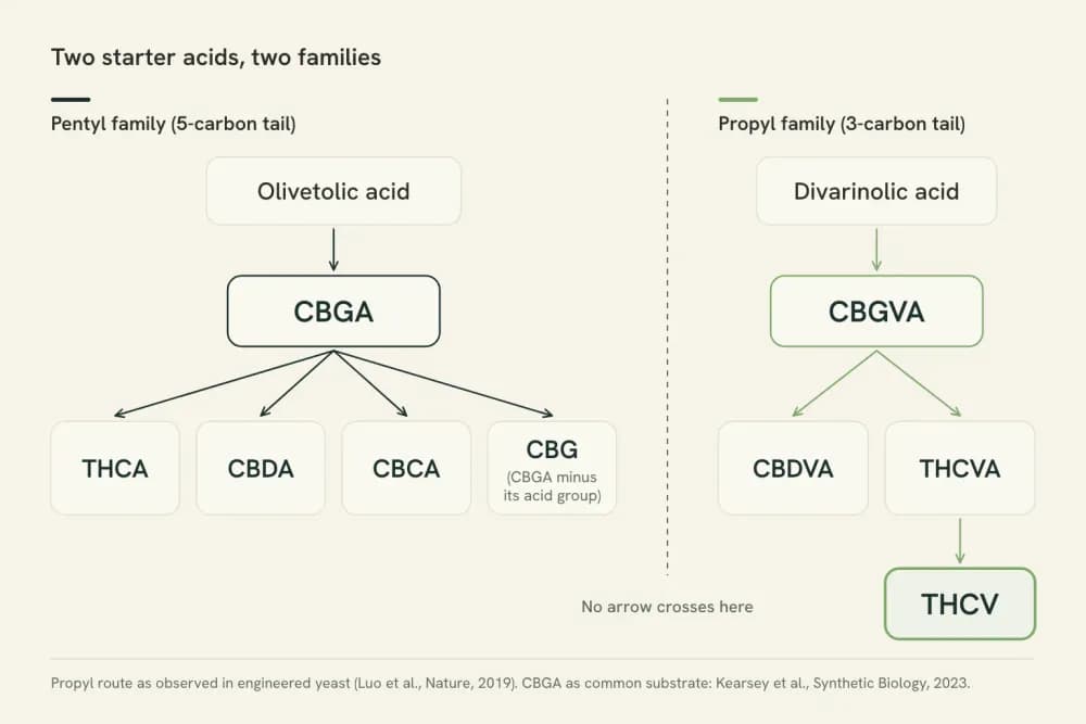 Diagram of two cannabinoid families. Pentyl route: olivetolic acid to CBGA, which branches to THCA, CBDA, CBCA and CBG. Propyl route: divarinolic acid to CBGVA, which branches to THCVA, then THCV, and CBDVA.