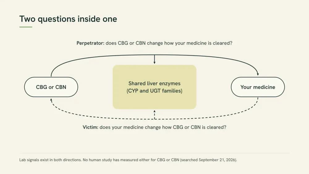 Diagram with a liver-enzyme box in the center, an arrow from CBG or CBN to your medicine labeled perpetrator, and an arrow from your medicine to CBG or CBN labeled victim.