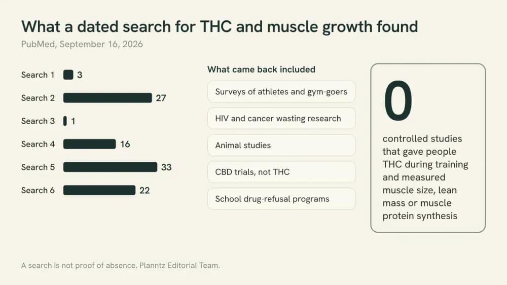Graphic of six PubMed searches run on September 16, 2026, returning 3, 27, 1, 16, 33 and 22 records, with what came back and a result of zero controlled THC training studies measuring muscle.