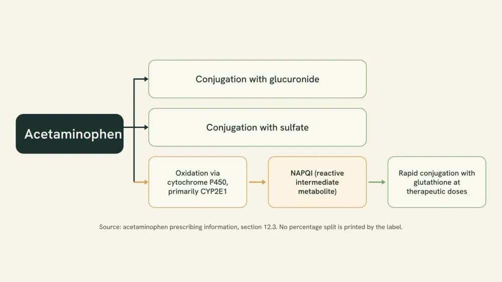 Diagram of acetaminophen's three metabolic routes: conjugation with glucuronide, conjugation with sulfate, and oxidation primarily by CYP2E1 to NAPQI, which is then conjugated with glutathione.