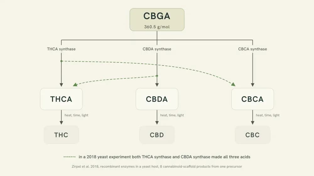 Diagram of CBGA at 360.5 g/mol branching to THCA, CBDA and CBCA through three synthases, with dotted crossover arrows marking the 2018 result.