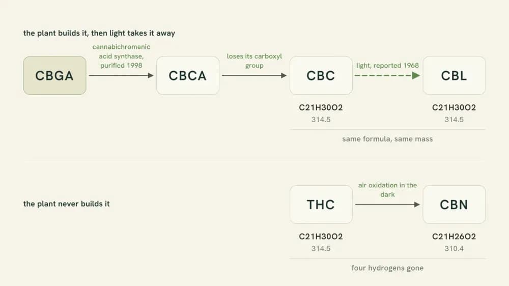 Two-line diagram. The top runs CBGA to CBCA to CBC to CBL, the last arrow labeled light, CBC and CBL both marked C21H30O2, 314.5. The bottom runs THC to CBN, labeled air oxidation in the dark: THC C21H30O2, 314.5 and CBN C21H26O2, 310.4.