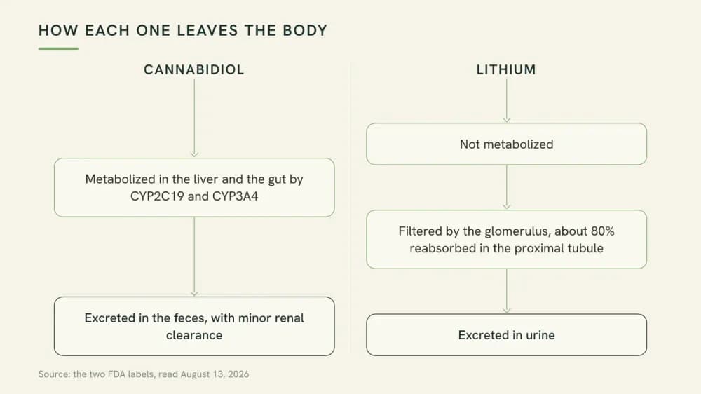 Diagram comparing two clearance routes: cannabidiol metabolized by liver enzymes and excreted in feces, lithium not metabolized and filtered by the kidney.