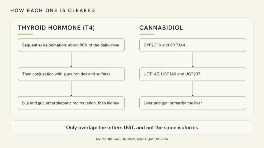 Two-column diagram comparing how thyroid hormone is cleared, by sequential deiodination and conjugation, with how cannabidiol is cleared, by CYP2C19, CYP3A4 and three UGT isoforms.