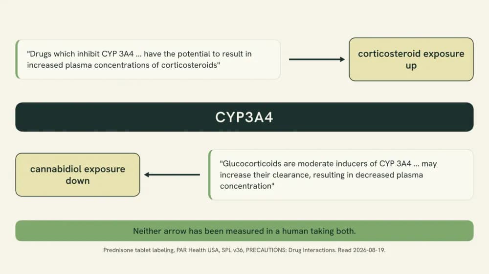 Diagram of the two directions in the prednisone labeling: CYP3A4 inhibitors raising corticosteroid concentrations, and glucocorticoids as moderate CYP3A4 inducers speeding the clearance of other drugs that use the enzyme.