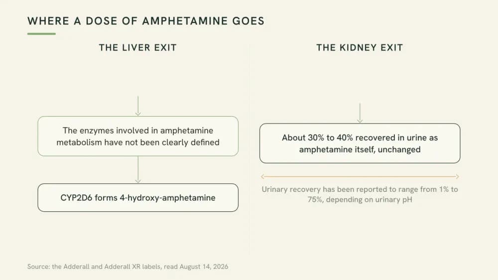 Diagram of two exits for a dose of amphetamine: a liver route where CYP2D6 forms 4-hydroxy-amphetamine, and a kidney route where 30 to 40 percent leaves unchanged in urine.