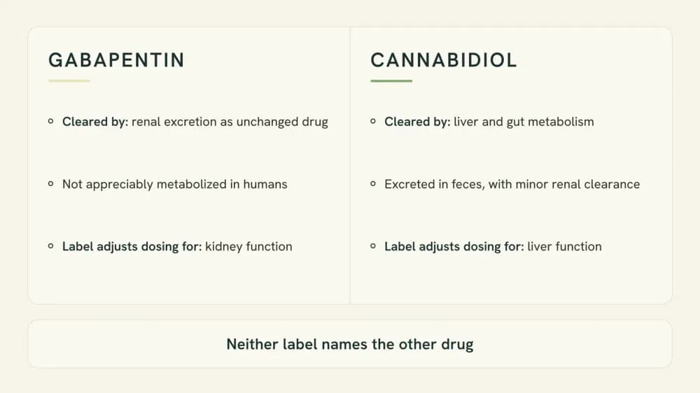Diagram contrasting gabapentin, cleared by the kidneys as unchanged drug, with cannabidiol, cleared by the liver and gut, beside what each drug label adjusts its dosing for.