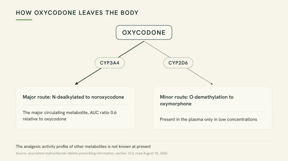 Diagram of oxycodone with two labeled exits: a major CYP3A4 route to noroxycodone and a minor CYP2D6 route to oxymorphone, with the label's own quantities beneath each.