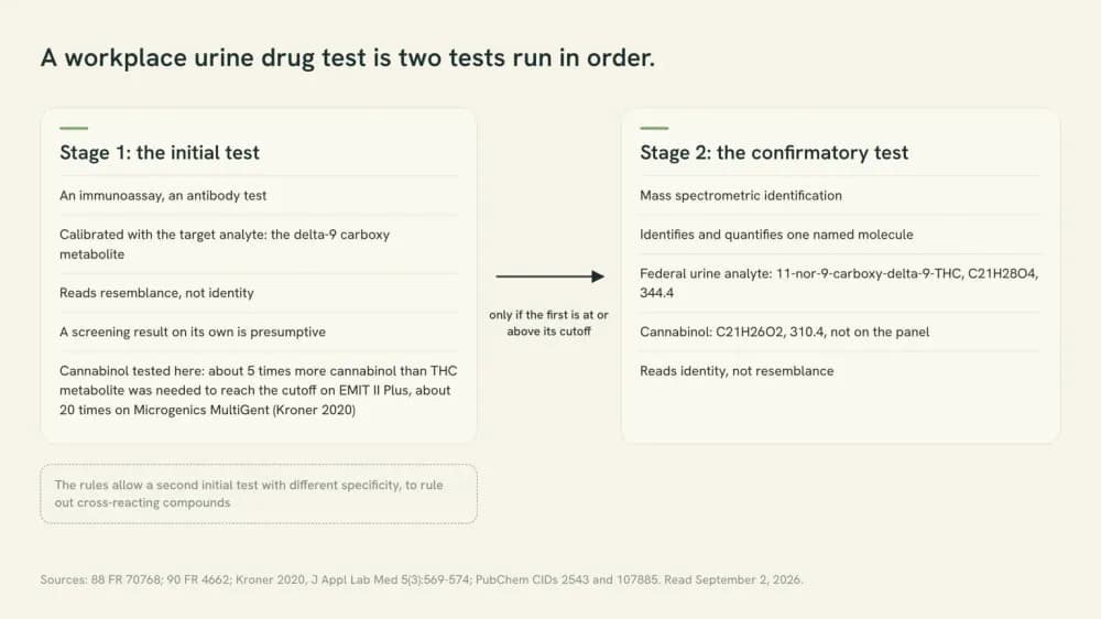Diagram of the two stages of a urine drug test: an antibody screen calibrated with the delta-9 carboxy metabolite, which reads resemblance, and a mass spectrometry confirmation, which names and quantifies one molecule. Cannabinol is not that molecule.