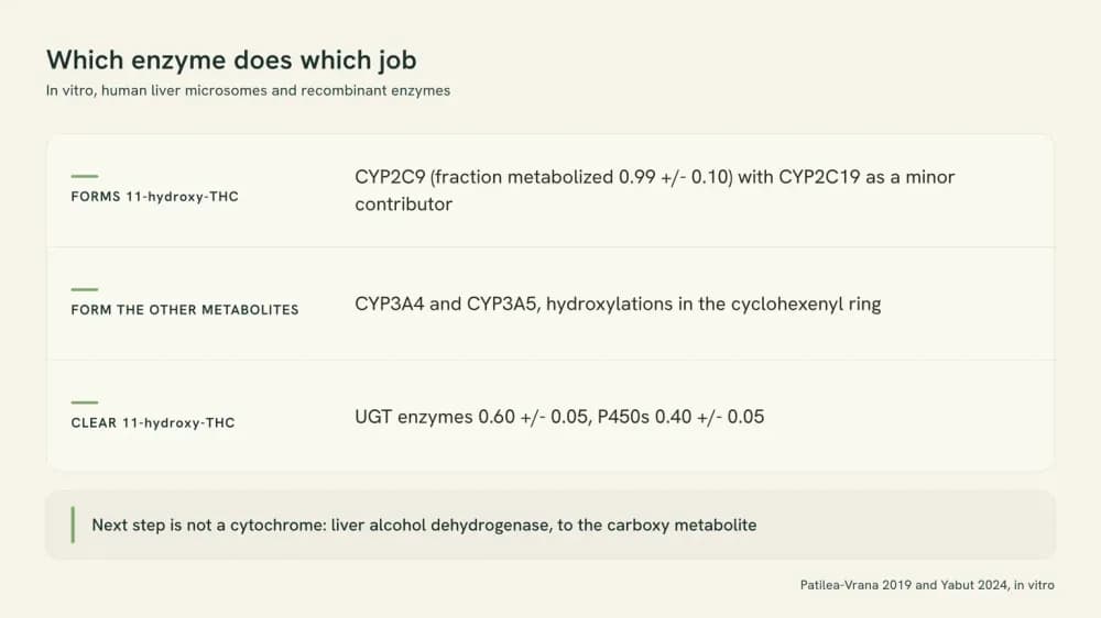 Three-panel chart headed Which enzyme does which job: CYP2C9 forms 11-hydroxy-THC, CYP3A4 and CYP3A5 form the other metabolites, and UGT enzymes with P450s clear it, above a footer line on liver alcohol dehydrogenase.