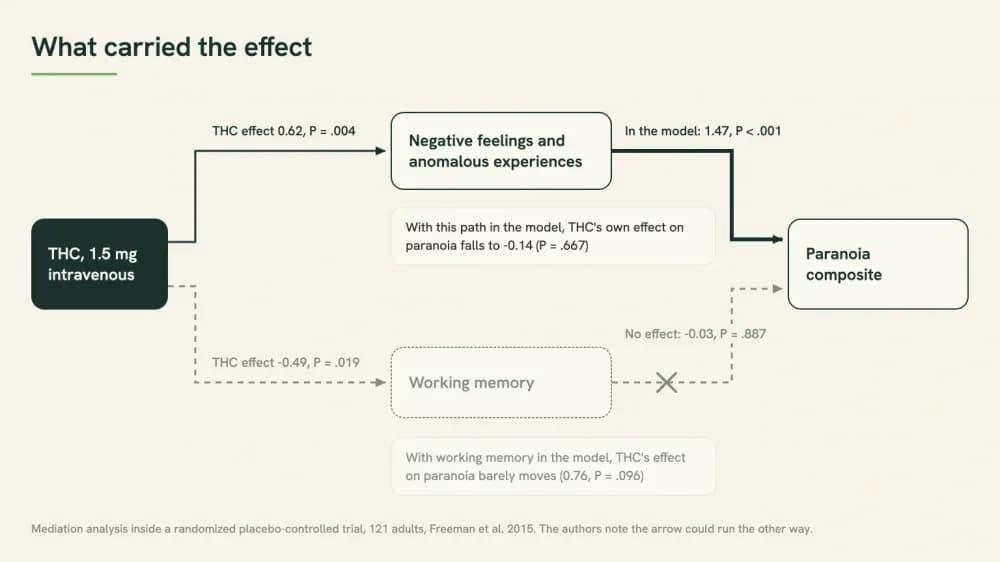 Diagram of a mediation analysis: THC raises negative feelings and anomalous experiences, which carry the effect on paranoia, while its effect on working memory does not.