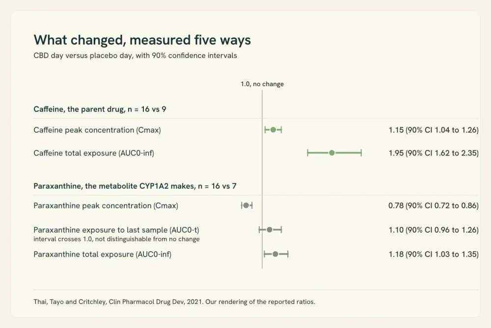Chart of five measured ratios against a reference line at 1.0, with caffeine's two ratios above the line and paraxanthine's peak ratio below it.