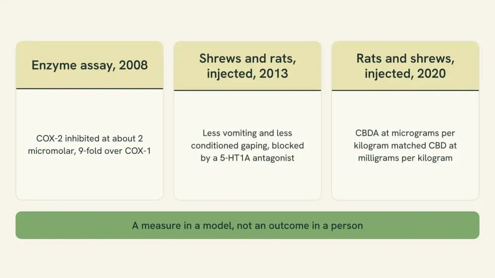 Three-panel chart of the studies behind the more-potent claim: an enzyme assay in 2008, shrews and rats injected in 2013, and rats and shrews injected in 2020, with the measure each one produced.