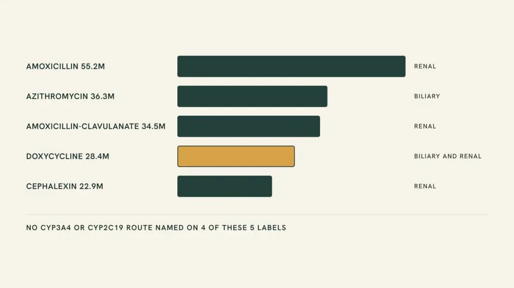 Ranked chart of the five most-dispensed US oral antibiotics in 2024, each tagged with the clearance route its FDA label names, and a footer noting that four of the five name no CYP3A4 or CYP2C19 route.