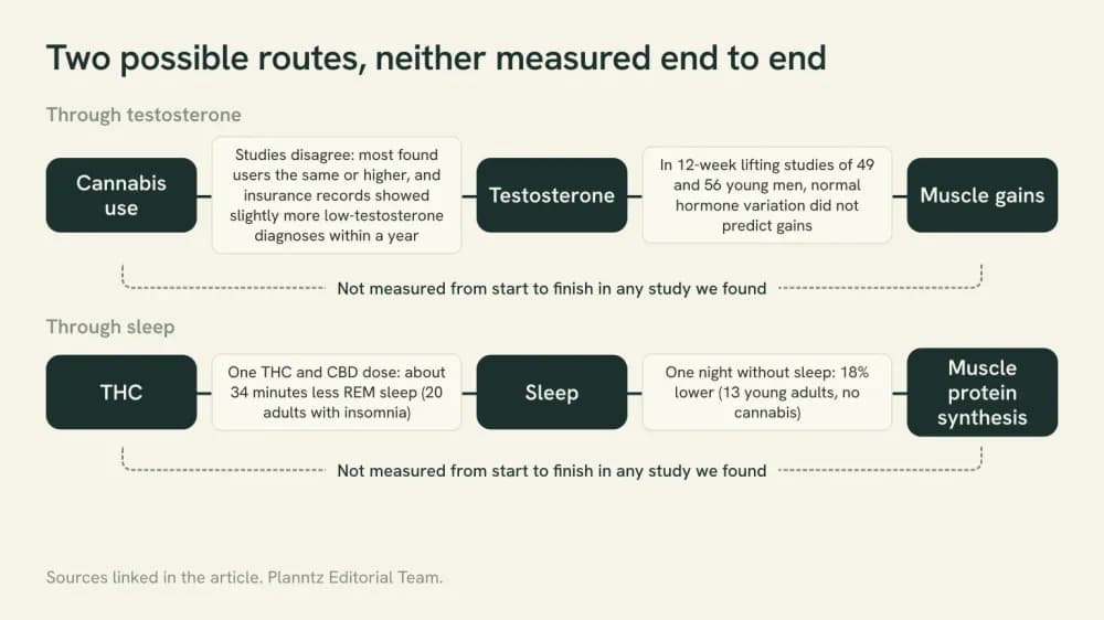 Diagram of two possible routes from cannabis to muscle gains, through testosterone and through sleep. Each step was measured in separate studies, and neither route was measured from start to finish.