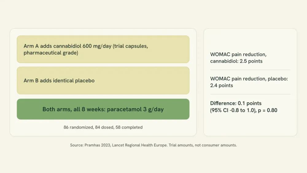 Chart of the Vienna trial: both arms took paracetamol 3 g/day for eight weeks, one arm added cannabidiol and the other added placebo, and the pain difference between them was 0.1 points.