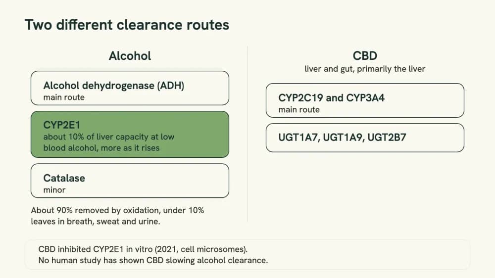 Two-column diagram showing the enzymes that clear alcohol on one side and the enzymes that clear CBD on the other, with no shared pathway between them.