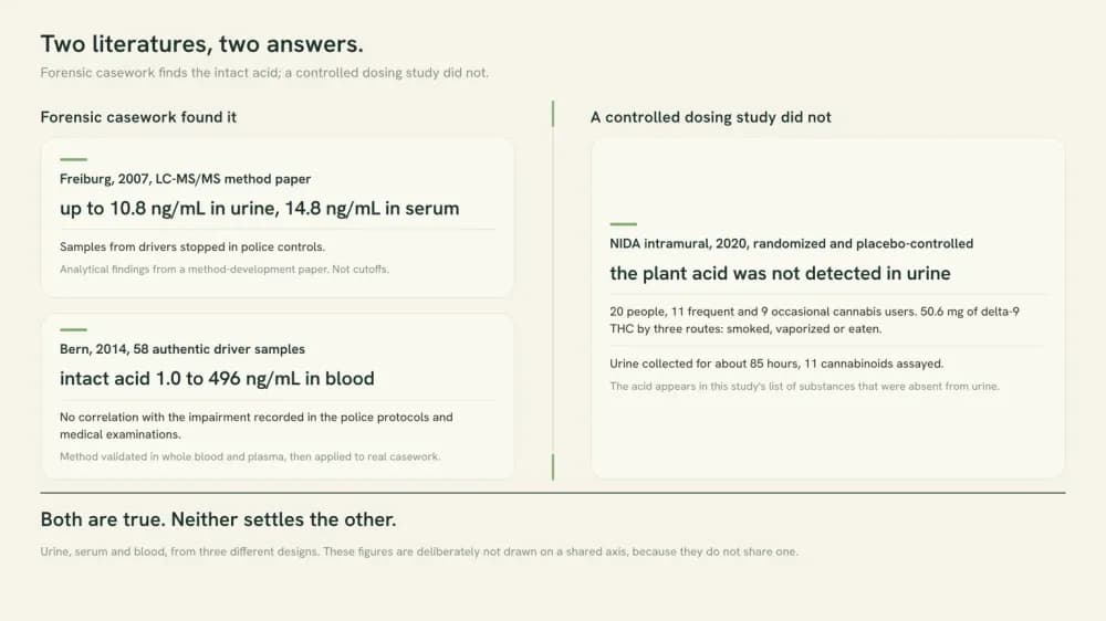 Data graphic contrasting two forensic casework papers that detected intact THCA, at up to 10.8 ng/mL in urine and 1.0 to 496 ng/mL in blood, with one controlled dosing study of 20 people at 50.6 mg that did not detect it in urine at all.