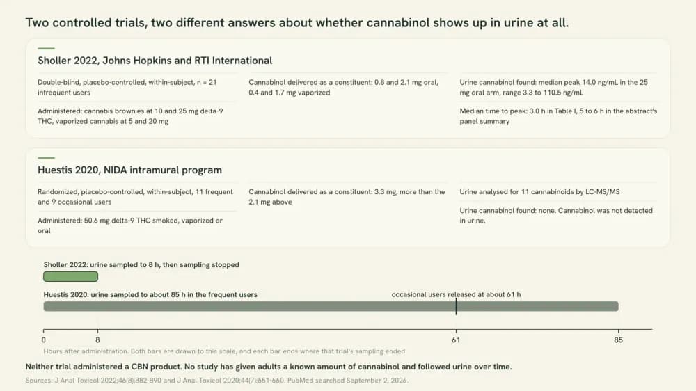 Chart comparing the two controlled trials that looked for cannabinol in urine on one time scale. Sholler 2022 found a median peak of 14.0 ng/mL and stopped sampling at 8 hours. Huestis 2020 sampled to about 85 hours and detected none.