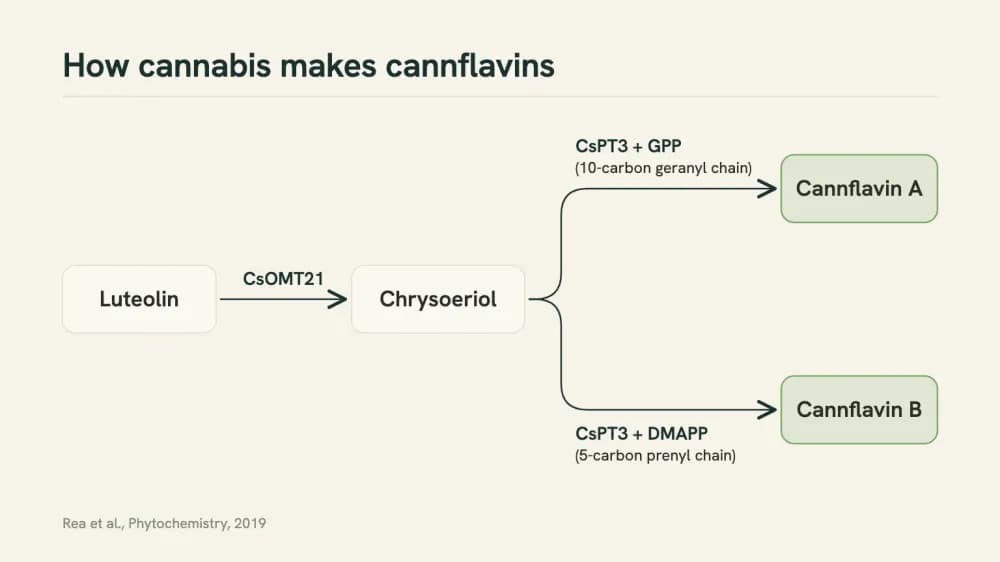 Diagram of the cannflavin branch: luteolin becomes chrysoeriol through the enzyme CsOMT21, then CsPT3 adds a ten-carbon chain to make cannflavin A or a five-carbon chain to make cannflavin B.