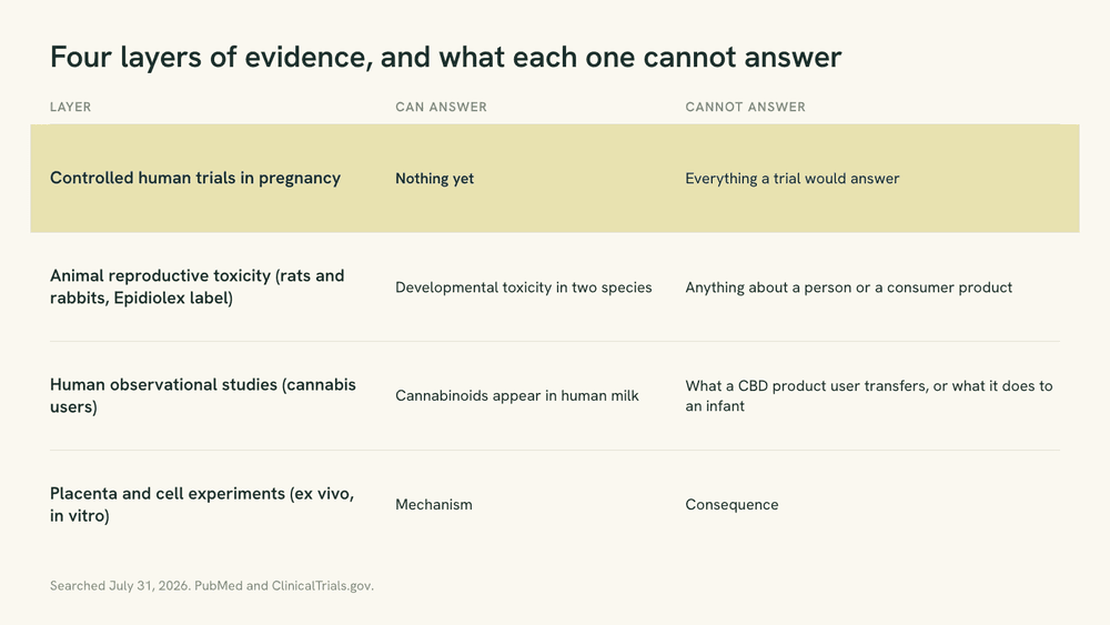 Diagram of four evidence layers on CBD in pregnancy, from zero human trials down to placenta and cell experiments, with what each layer can and cannot answer.