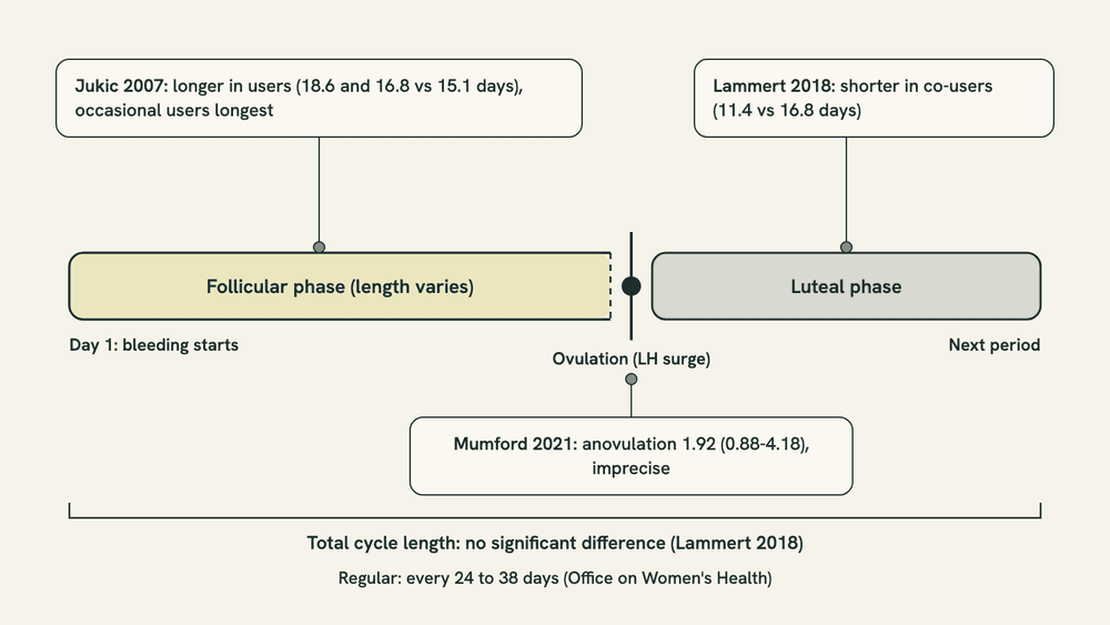 Diagram of a menstrual cycle as a horizontal bar split into the follicular phase, ovulation and the luteal phase, with three cohort findings placed on the part of the cycle each one measured.