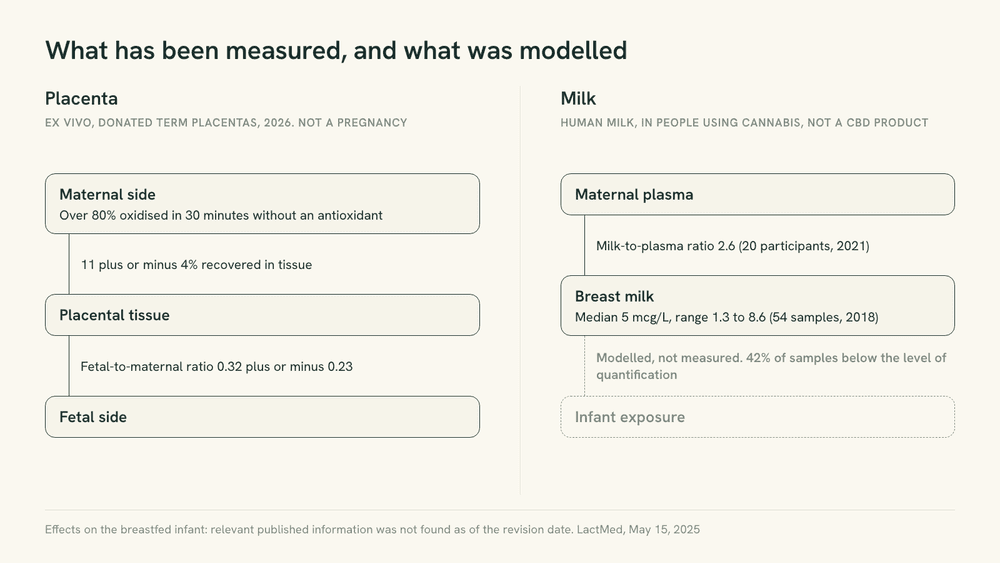 Schematic of the transfer question, showing measured values for placental crossing in donated tissue and for cannabidiol concentrations in human milk, each labelled with its study design.