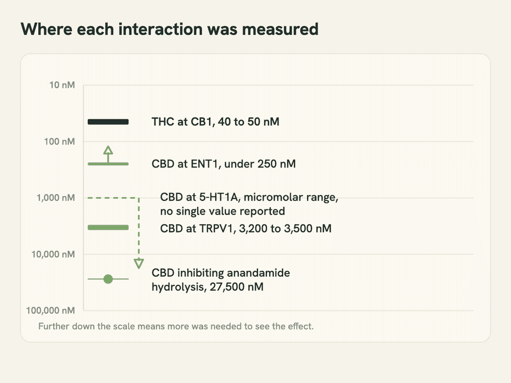 A vertical logarithmic scale comparing the concentration at which THC engages CB1 with the higher concentrations at which cannabidiol's other documented targets were measured.