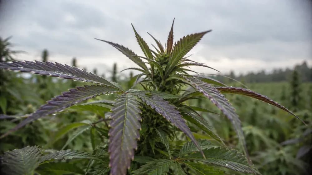 Cannabis Flavonoids and the 1985 Number Most Pages Misquote