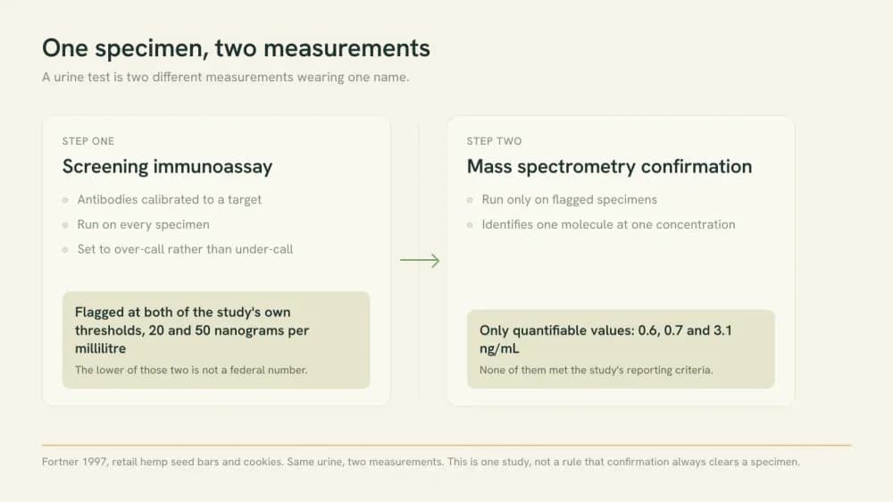 Data graphic contrasting a screening immunoassay that flagged hemp seed food specimens at the study's 20 and 50 nanogram thresholds with the GC-MS confirmation on the same urine, whose only quantifiable values were 0.6, 0.7 and 3.1 ng/mL.