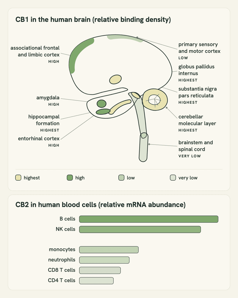 Two-panel diagram: relative CB1 binding density across regions of the human brain, and relative CB2 messenger RNA abundance across human blood cell types.