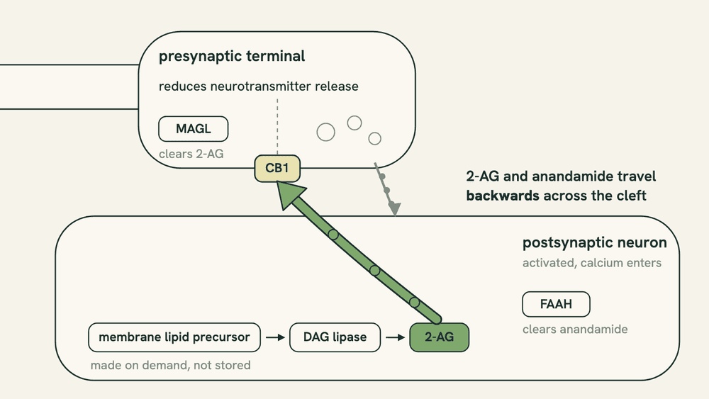 Diagram of a synapse showing the postsynaptic neuron building 2-AG on demand and sending it backwards across the cleft to CB1 receptors on the presynaptic terminal.