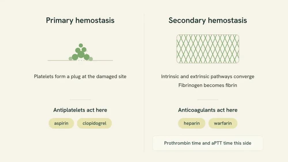 Two-column diagram: primary hemostasis, where platelets form a plug and antiplatelets such as aspirin and clopidogrel act, beside secondary hemostasis, where fibrinogen becomes fibrin and anticoagulants such as heparin and warfarin act.