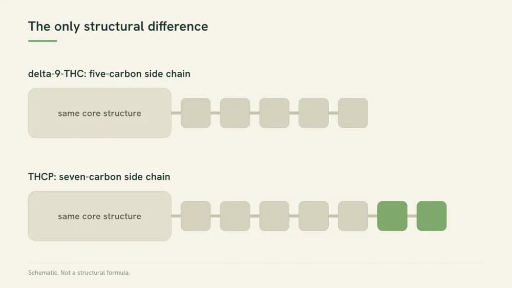 Schematic comparing a five-segment side chain on delta-9-THC with a seven-segment side chain on THCP against an identical core structure.
