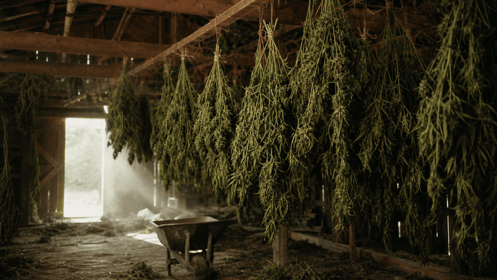 Bunches of harvested hemp hanging upside down from wooden rafters to dry inside a barn, with dusty light coming through a large open doorway.
