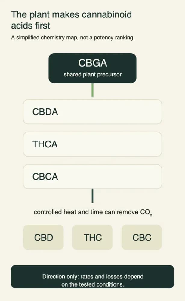 Simplified vertical pathway showing CBGA as a shared plant precursor, three acid forms CBDA, THCA and CBCA, and controlled heat and time leading toward CBD, THC and CBC, with a note that rates and losses depend on test conditions.