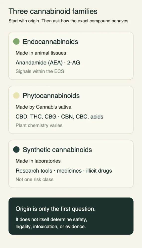 Vertical diagram grouping endocannabinoids made in animal tissues, phytocannabinoids made by cannabis, and synthetic cannabinoids made in laboratories, with a note that origin alone does not determine safety, legality, intoxication, or evidence.